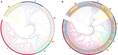 Genome-Wide Investigation of SBT Family Genes in Pineapple and Functional Analysis of AcoSBT1.12 in Floral Transition